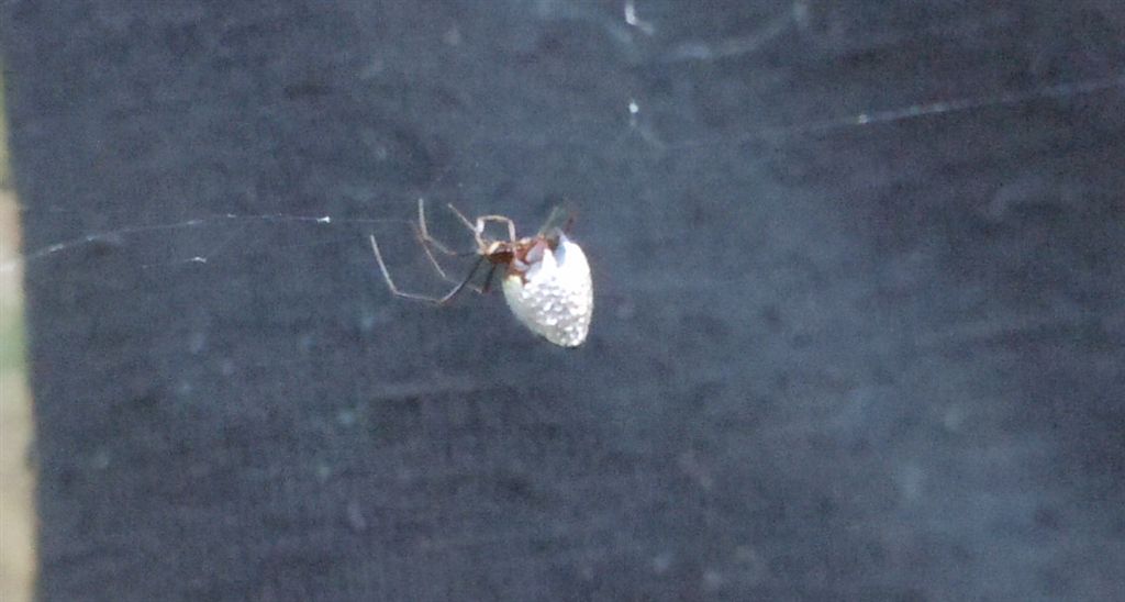 Argiope bruennichi + Argyrodes + dittero scroccone